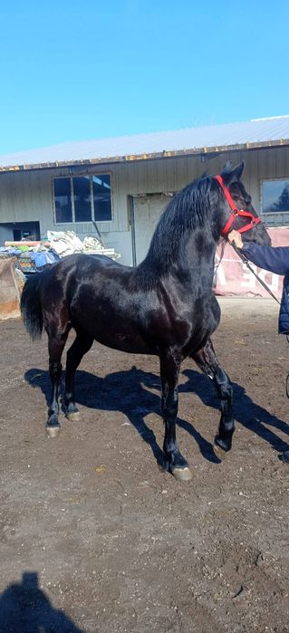 De vânzare două mânze friz