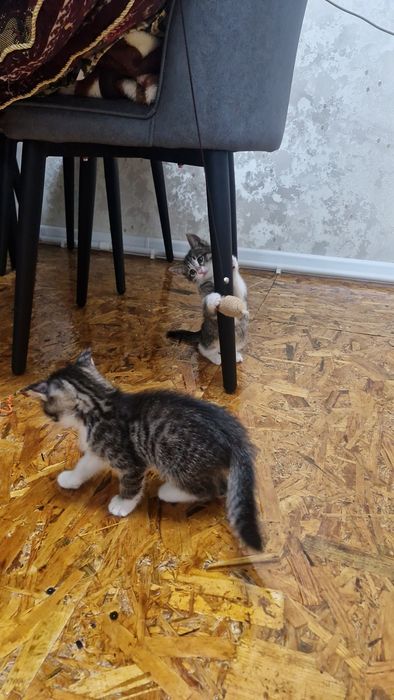 Отдам котят в хорошие руки бесплатно