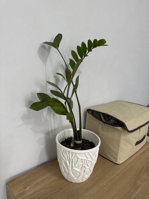 Продам замиокулькас (долларовое дерево