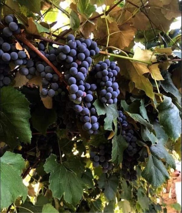 Butași vie fară întreținere anul 3