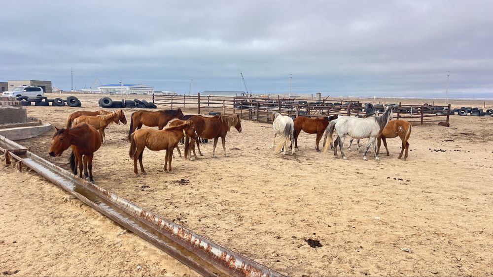 Уйир жылкы сатылады