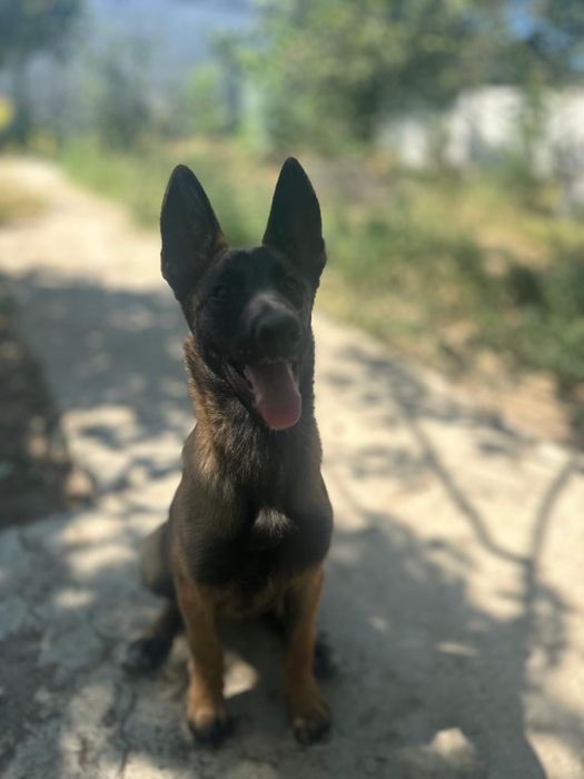 Малинуа Белгиская овчарка