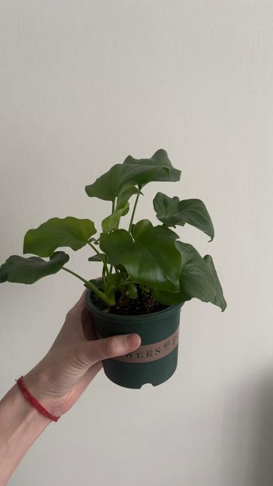 Филодендрон дваждыперистый