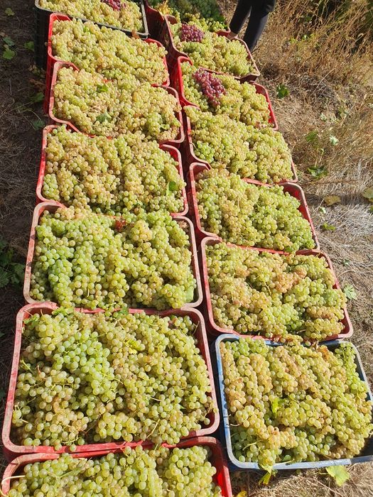 Vând struguri de vin