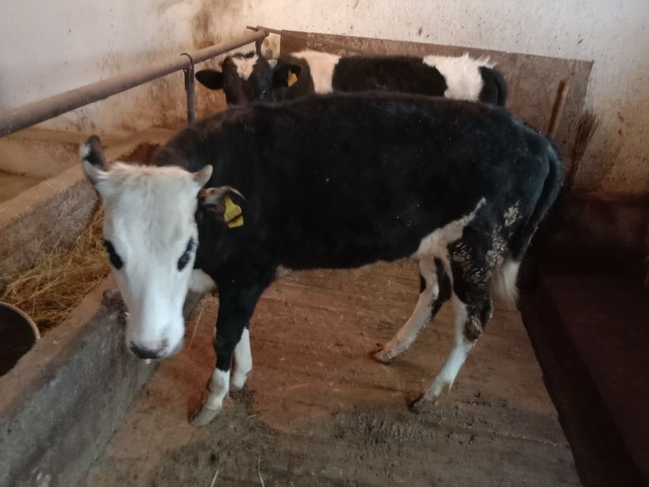 Продаю тёлочку, год и 5 месяцев