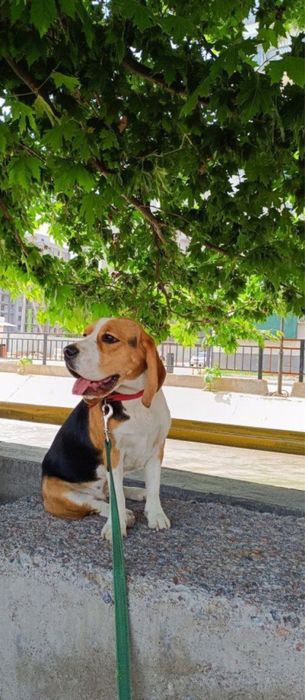 Выгул и передержка собак и кошек