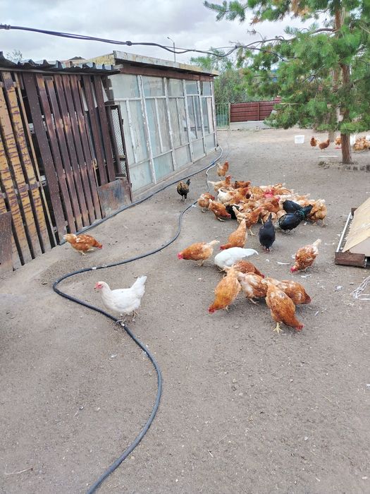 Куры несушки ломан браун хайсекс