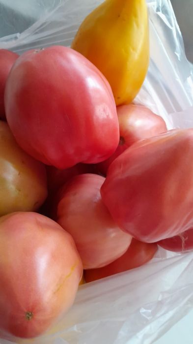 Продам дачные помидоры