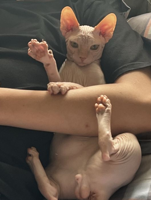 Продам кота донского сфинкса