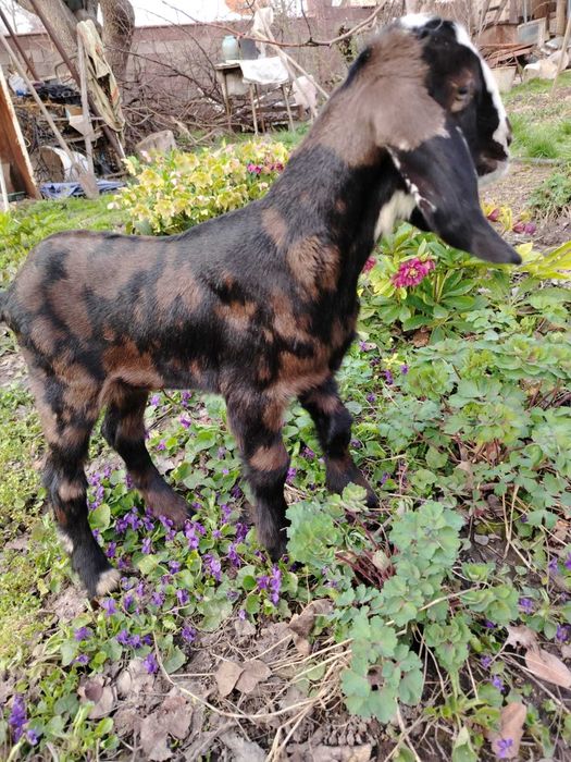 Козочки Нубийские