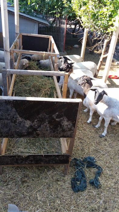 Oi dorper și mieluțe