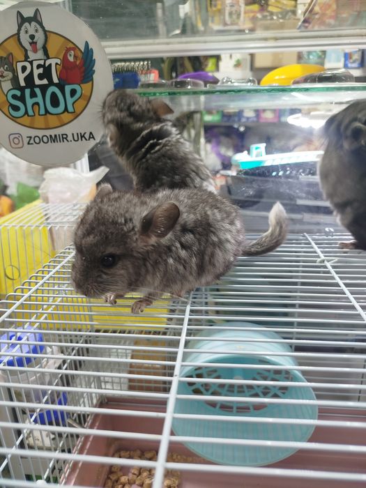 Шиншиллы в продаже