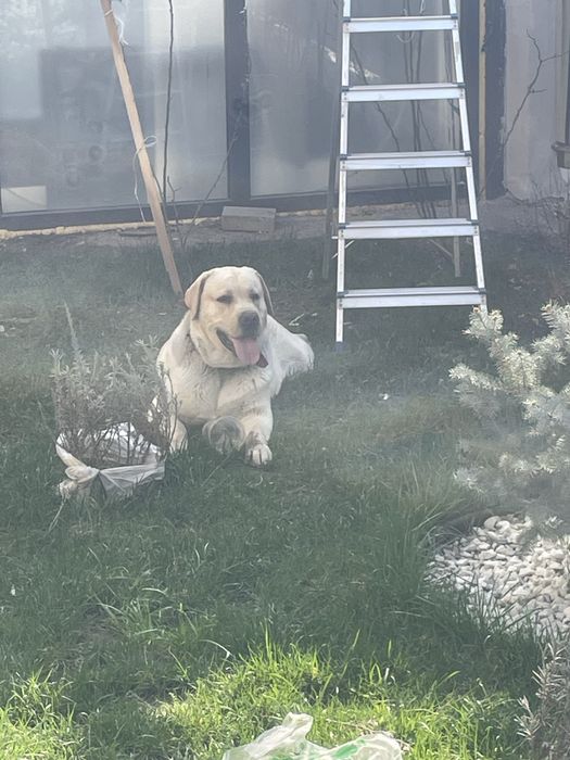 Лабрадор с документами