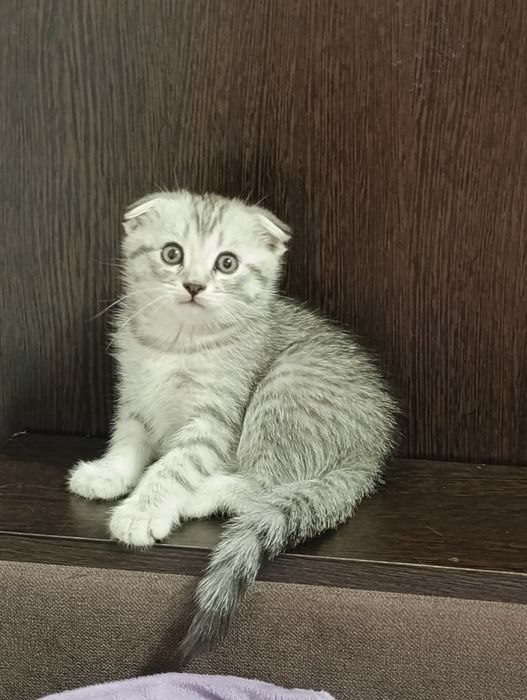 Вислоухие котята
