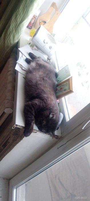 Отдам в добрые руки взрослую британку