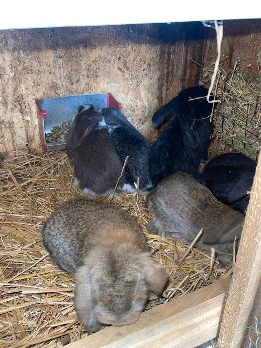 Vând iepuri gerbec uriaș german