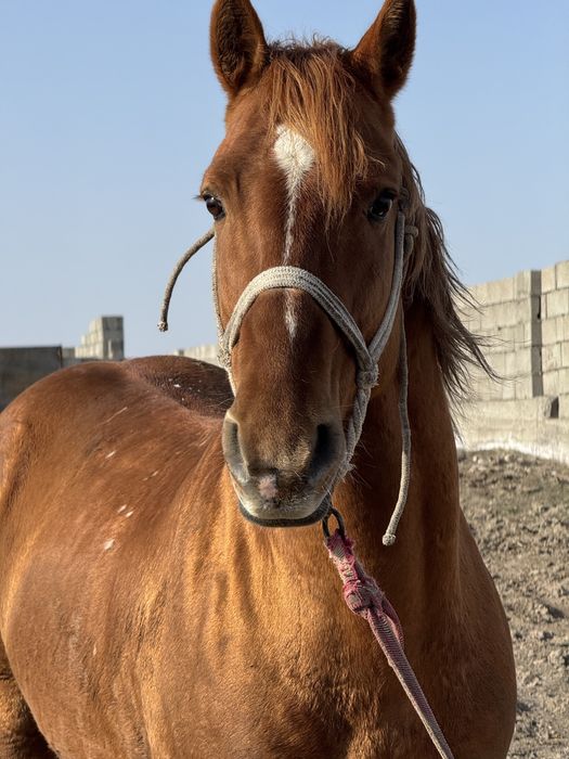 Қаршыға көкпар жылқы сатылады