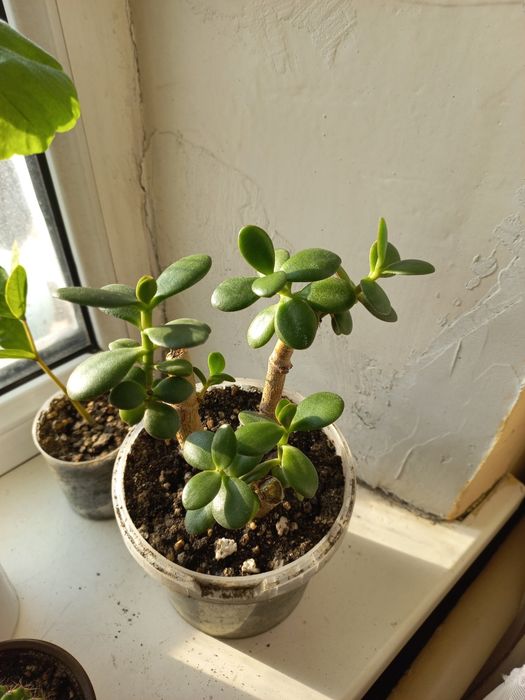 Продам Денежное дерево