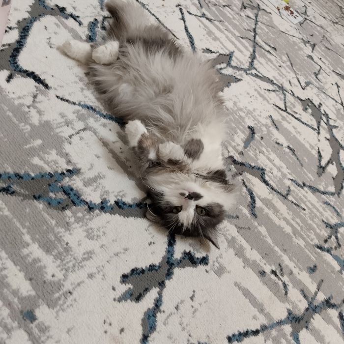 Shoshilinch! Premium uzun junli mushuk sotiladi

Juda chiroyli, opp