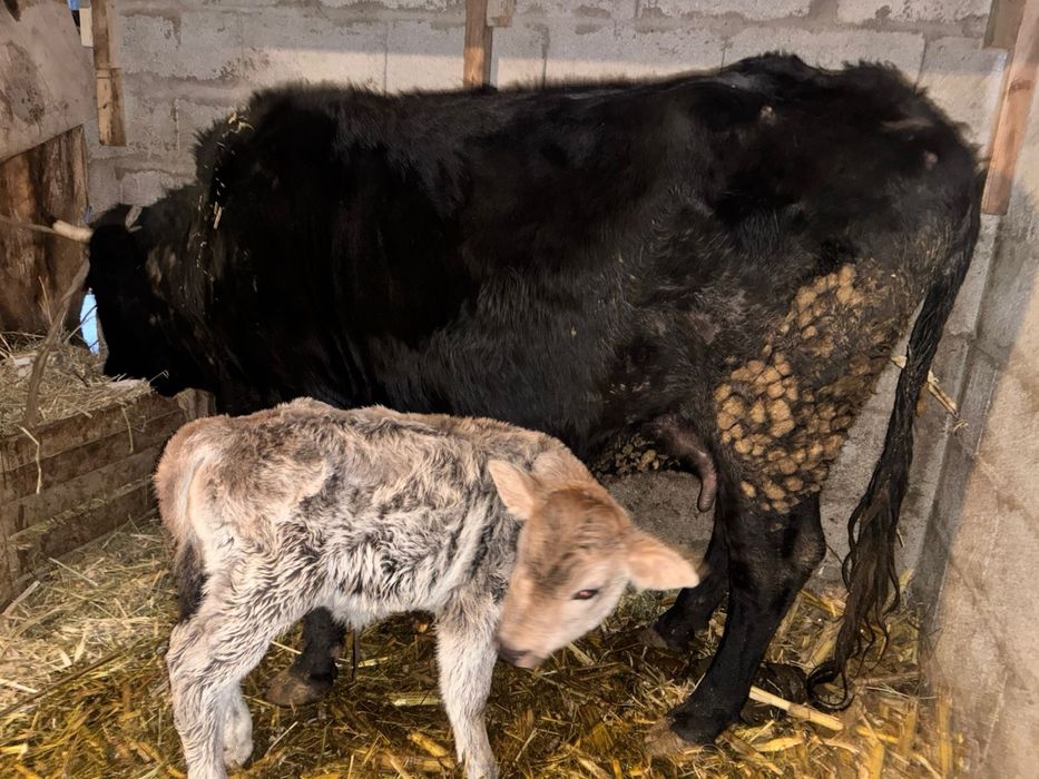 Сауын сиыр бұзаулы