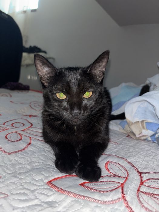 Pisica spre adoptie