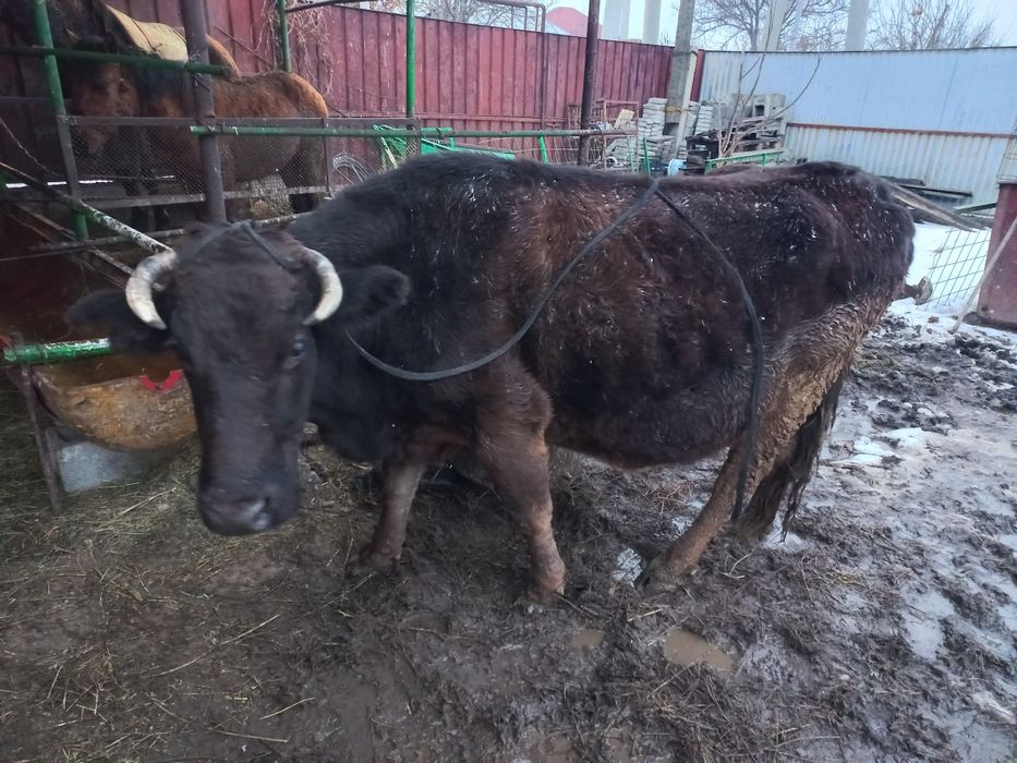 Продам Алатаускую корову.