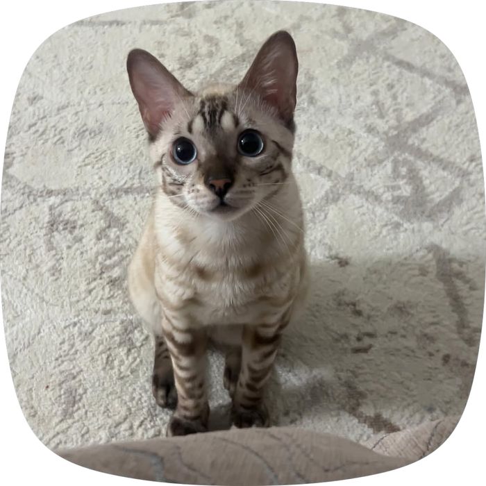 Бенгальская кошка