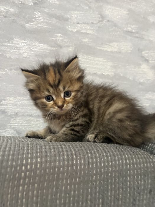 Отдам котят в добрые руки