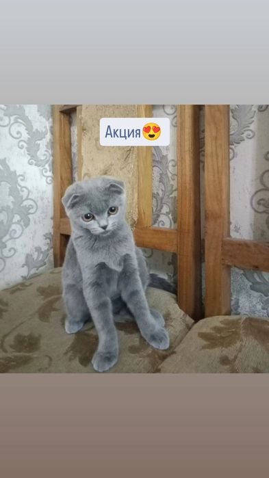 Шотландские чисто кровные котята