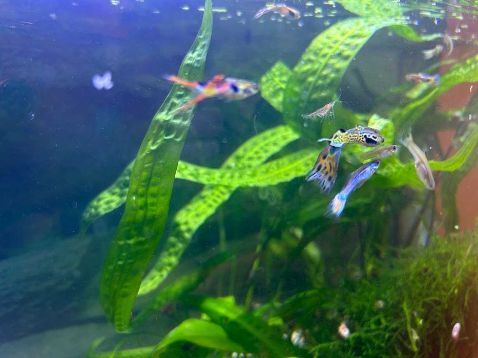 Гупи, растения за аквариум