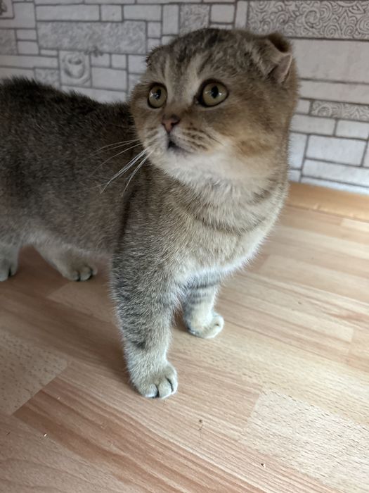 кошка шотландкая вислоухая