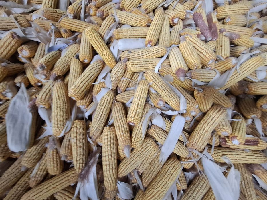 Макка жухори 120 кунлик