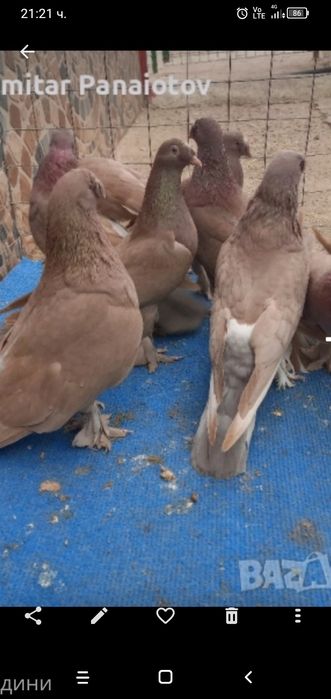 Мардини млади от тази година