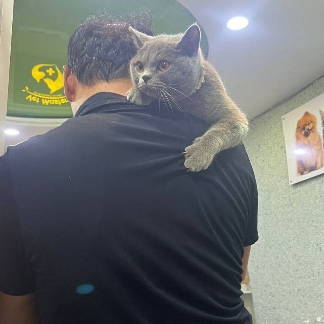 Британская короткошерстная кошка
