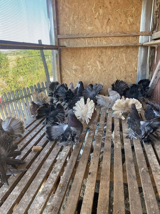 De vanzare porumbei indieni