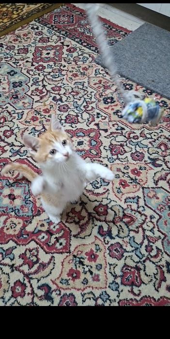 Котенок красавчик Русик в добрые руки!