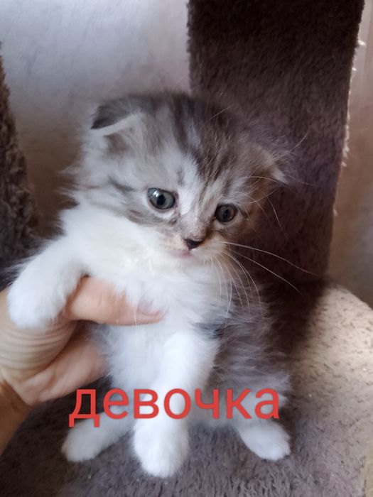 Продаютс породистые котята