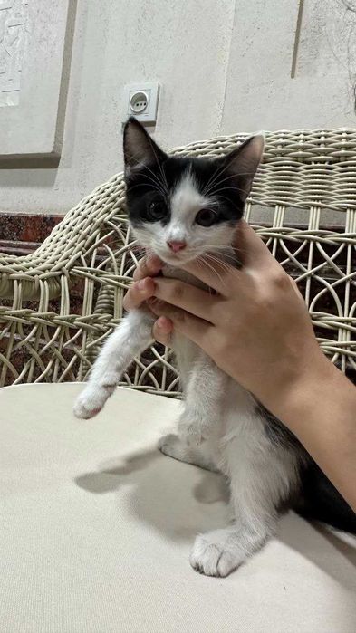 Котята. Mushukchalar