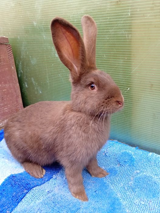 Masculas fluture havana