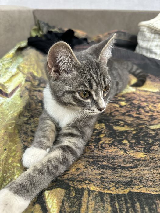Кот 3 месяца