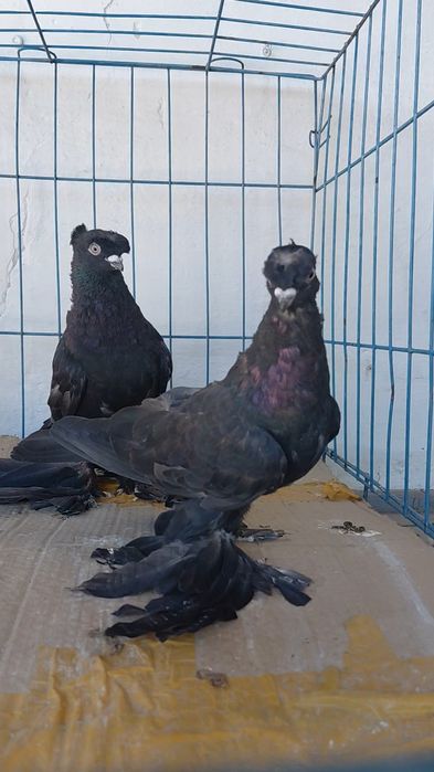 Голуби игровых кровей