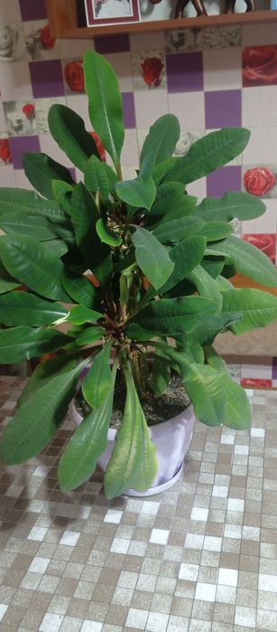 Продам.  цветок.