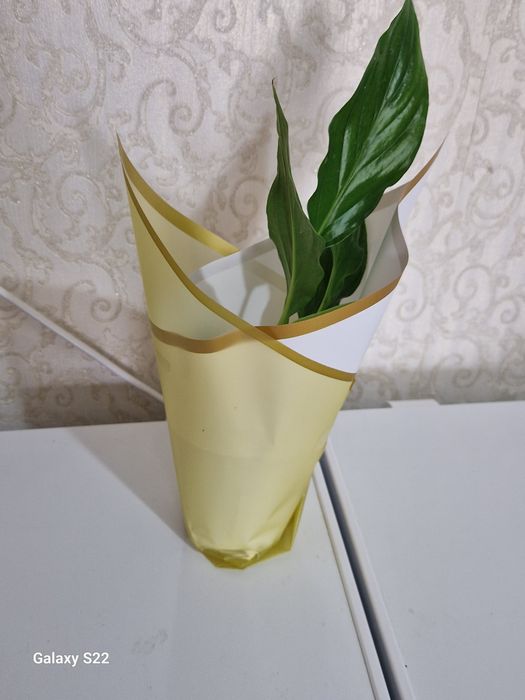 Бумаги  цветные,плёнка.