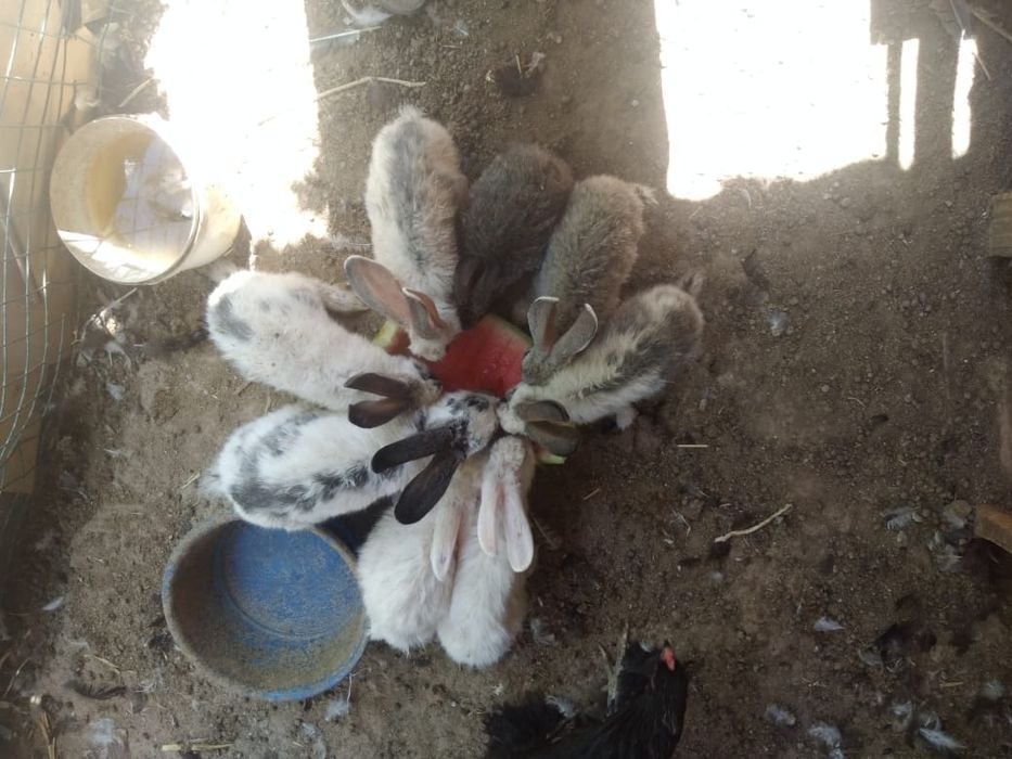 Кролики и крольчата бабочки