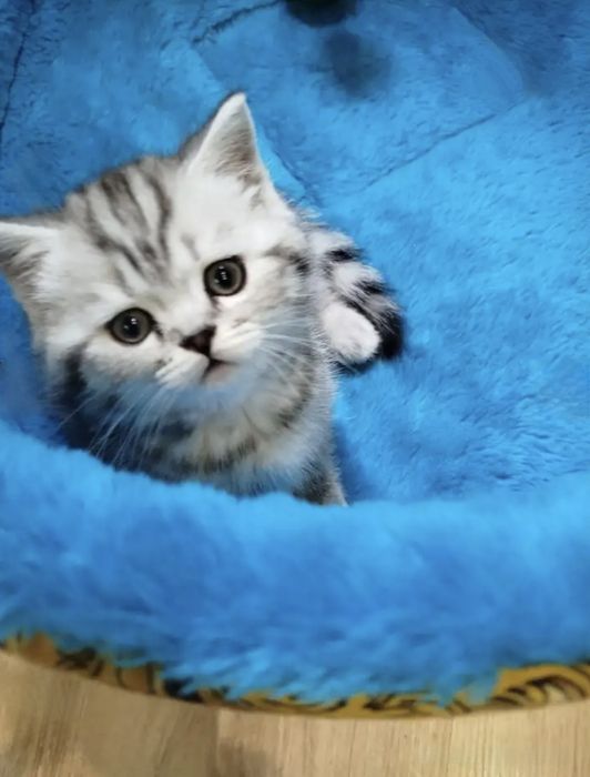 Британские котята