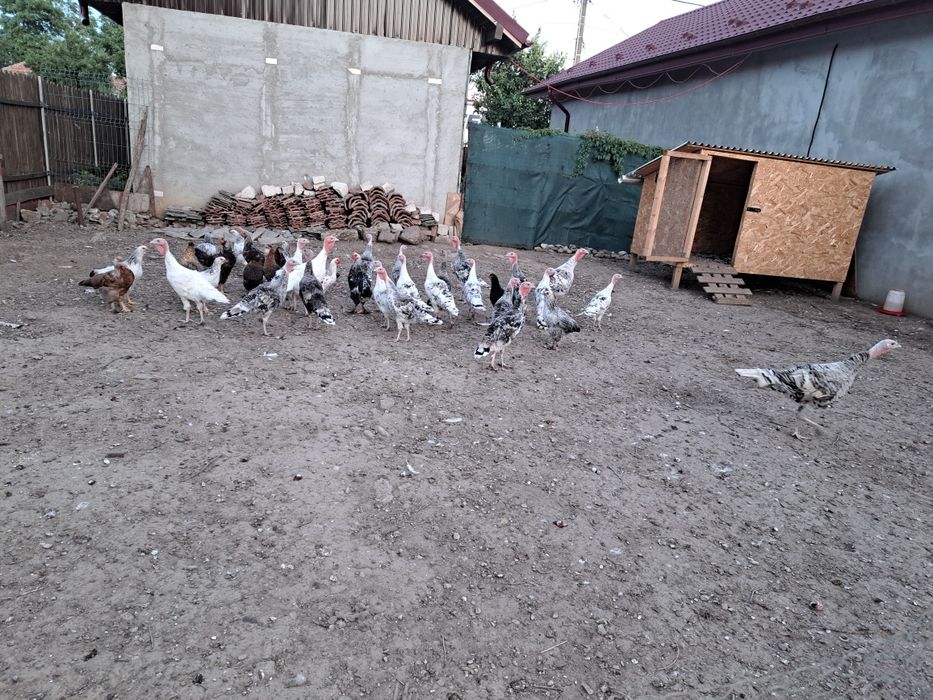 Rațe de carne, pui de curca și pui de găină