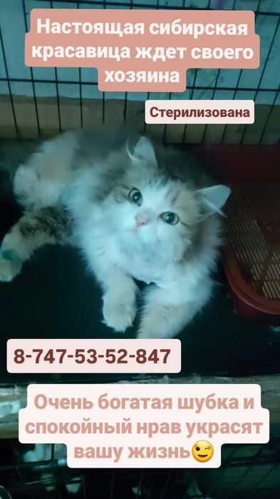 Кошечка ищет семью