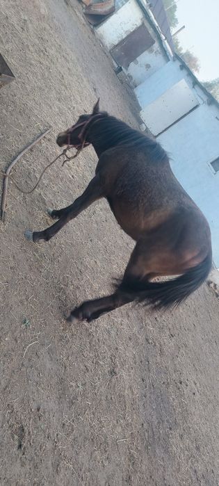 Продам лошадей! Жеребец и кобыла!