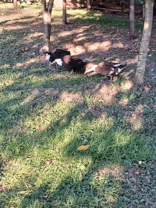 Vând familie de rate moțate formată din 4 femele și un mascul!