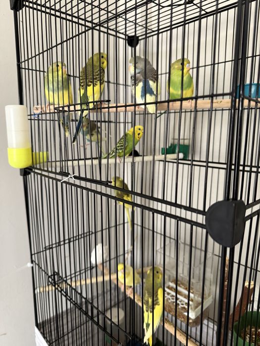 Продам волнистого попугая